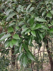 Cinnamomum burmanni