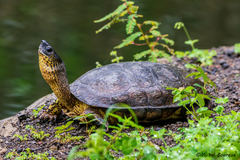 Rhinoclemmys funerea