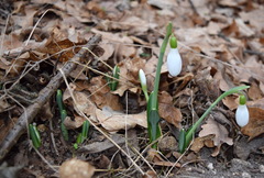 Galanthus plicatus