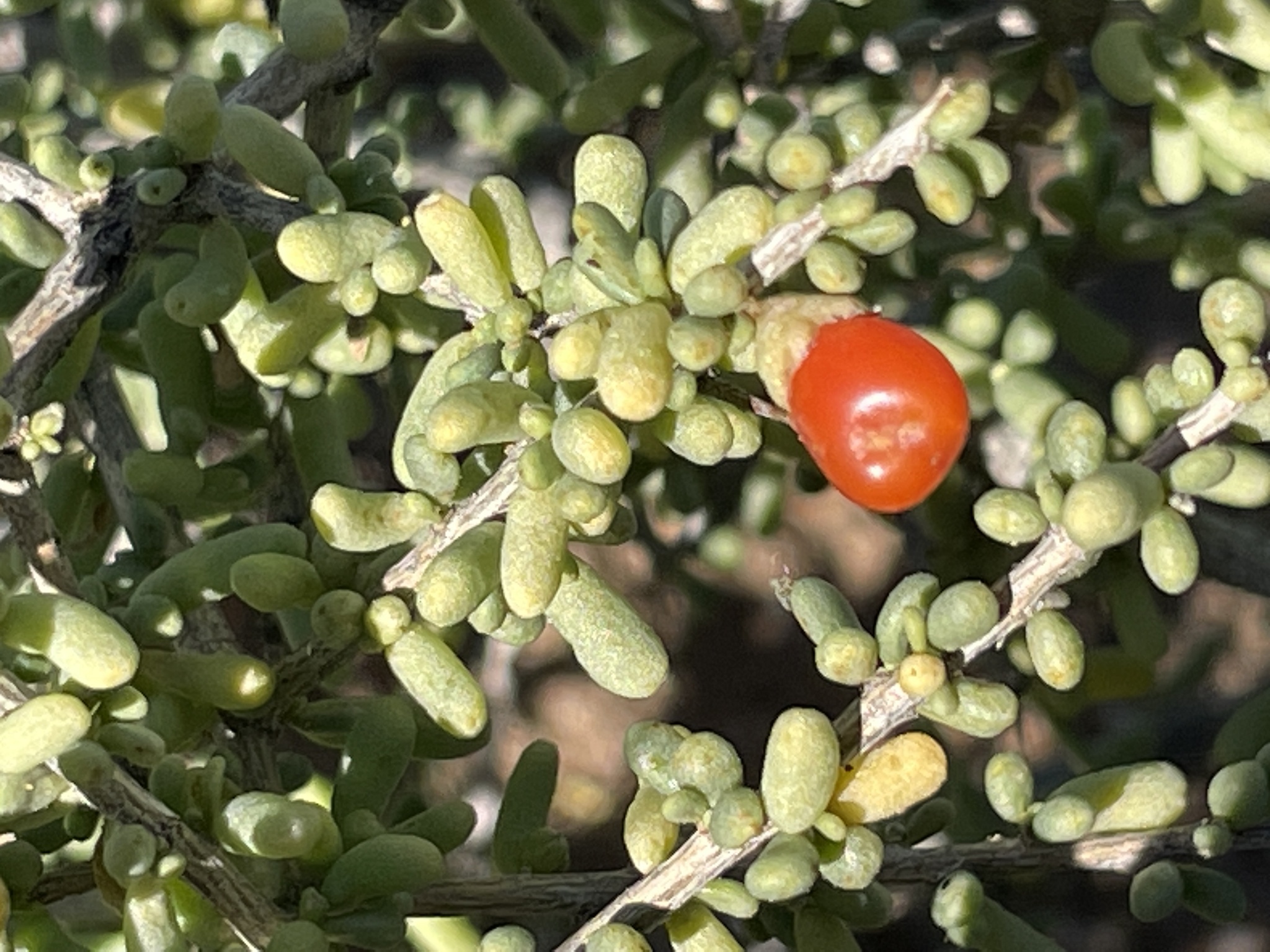 Lycium californicum var. arizonicum