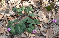 Cyclamen coum