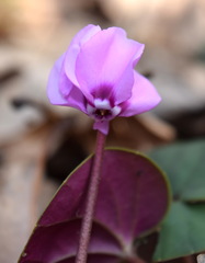Cyclamen coum