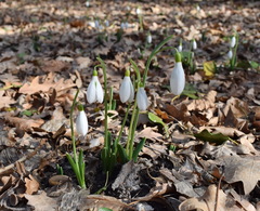 Galanthus plicatus