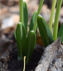 Galanthus plicatus