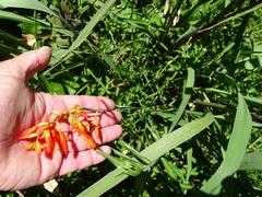 Crocosmia aurea