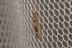 Thiotricha atractodes