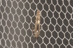 Thiotricha atractodes