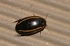 Hydaticus quadrivittatus