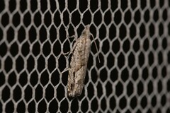 Holocola thalassinana