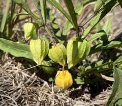 Physalis × elliottii
