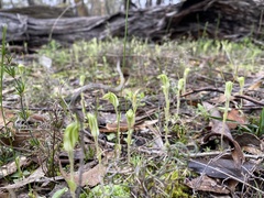 Pterostylis setulosa
