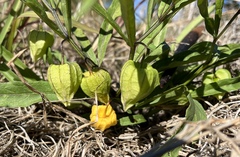 Physalis × elliottii