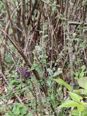 Osteomeles subrotunda