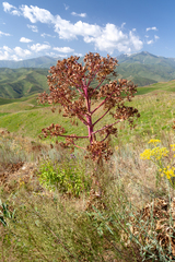 Ferula