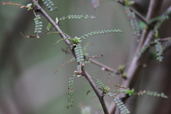 Osteomeles subrotunda