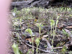 Pterostylis setulosa
