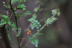 Osteomeles subrotunda
