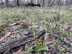 Pterostylis setulosa