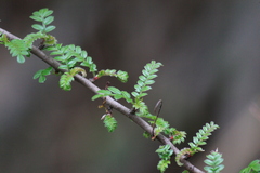 Osteomeles subrotunda
