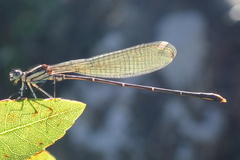 Allocnemis leucosticta