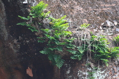Drynaria roosii