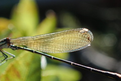 Allocnemis leucosticta