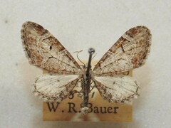 Eupithecia cestata
