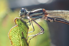 Allocnemis leucosticta