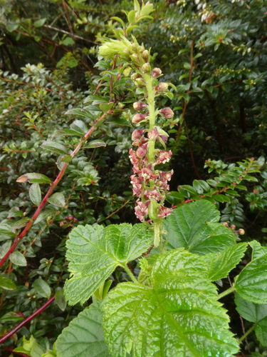 Ribes costaricensis image