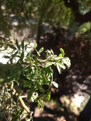 Geoffroea decorticans