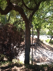 Geoffroea decorticans