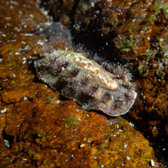 Acanthochitona garnoti