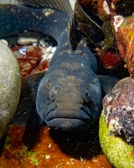 Caffrogobius nudiceps