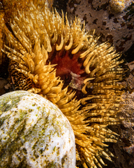 Bunodactis reynaudi