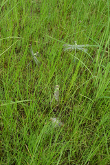 Ophiogomphus obscurus