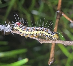Hecatesia fenestrata