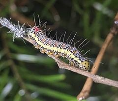 Hecatesia fenestrata