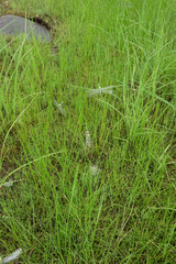 Ophiogomphus obscurus