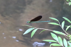 Matrona basilaris