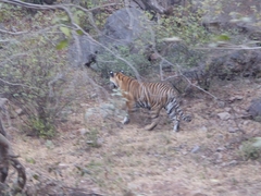 Panthera tigris tigris