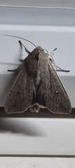 Mythimna convecta