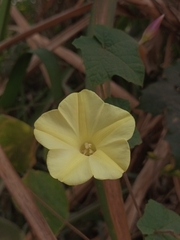 Camonea vitifolia