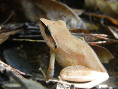 Pristimantis chiastonotus