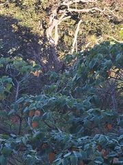 Piranga bidentata