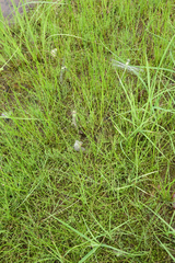 Ophiogomphus obscurus