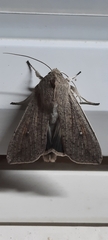 Mythimna convecta