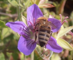 Apis mellifera