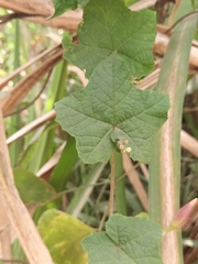 Camonea vitifolia
