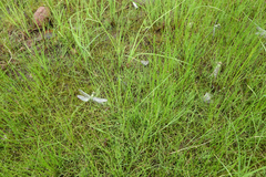 Ophiogomphus obscurus