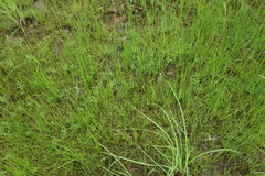 Ophiogomphus obscurus